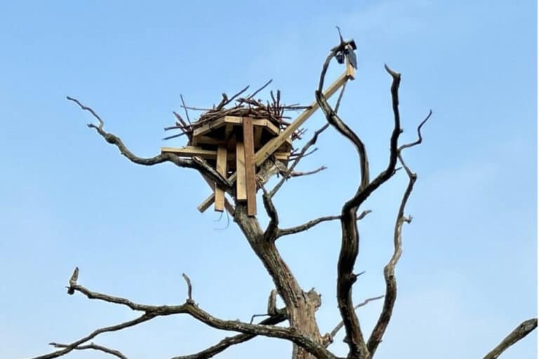 Ospreys on the Erme Project