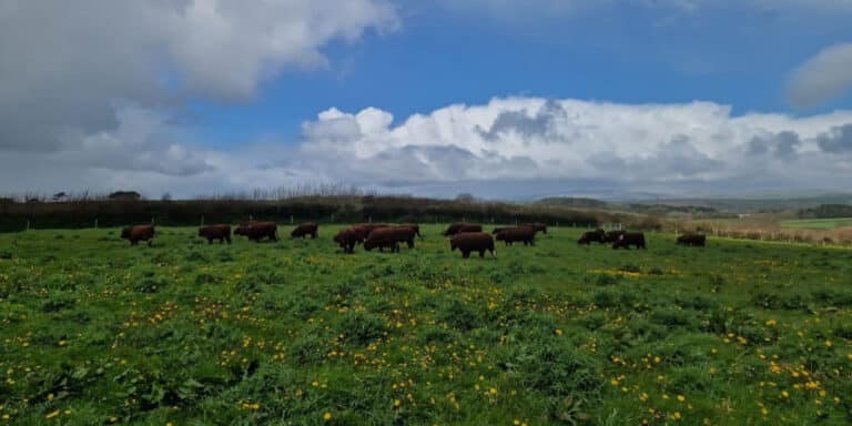 Cows in a field