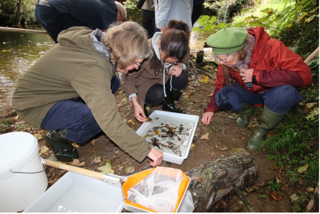 Taking samples of river flies