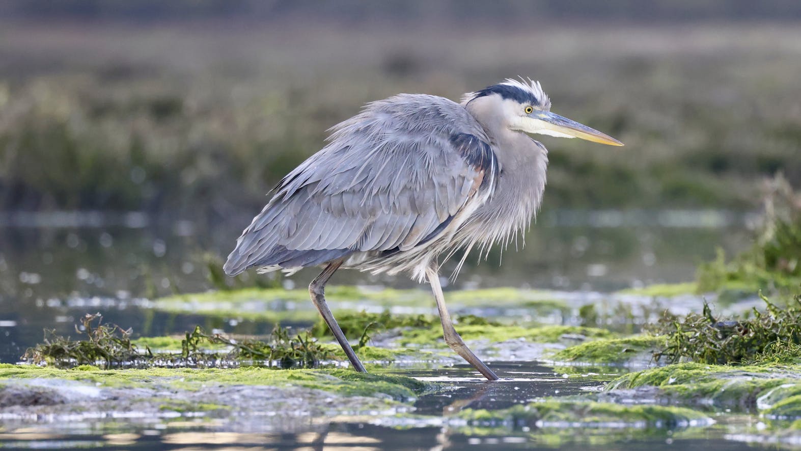 Free stock photo of great blue heron, moss landing