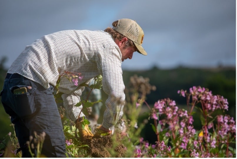 Culls of Himalayan Balsam