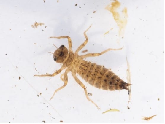 An invertebrate
