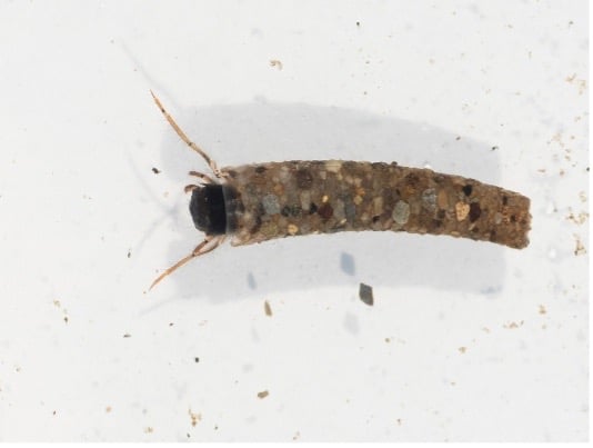 An invertebrate