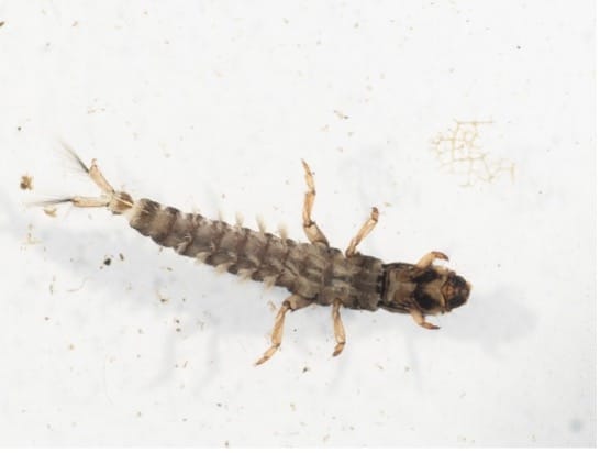 An invertebrate