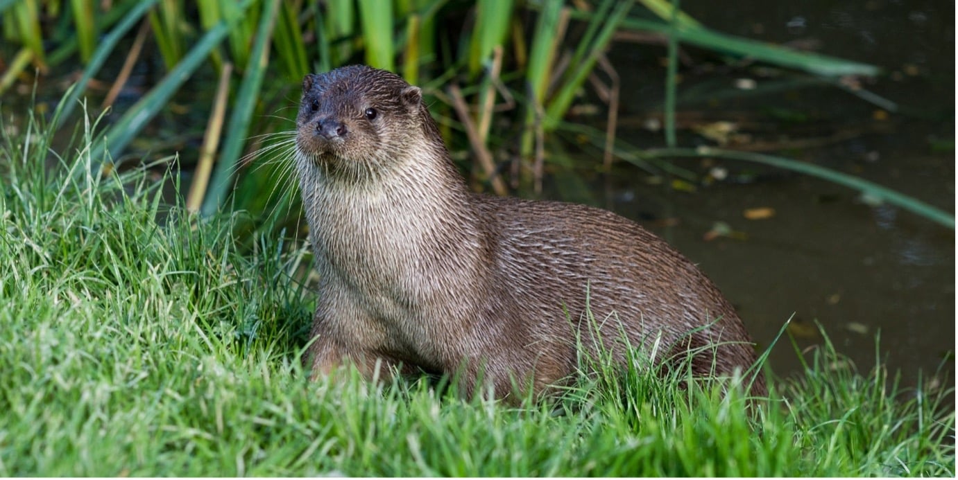 a photo of an Otter