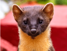 A Pine Martin