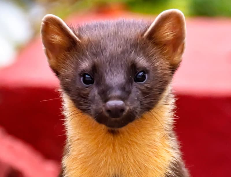 A pine marten