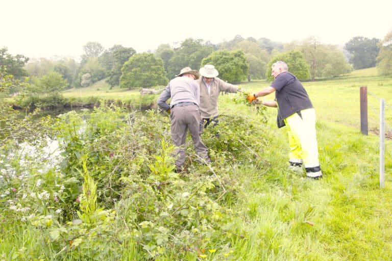 Balsam battle