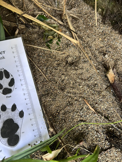 evidence of otters