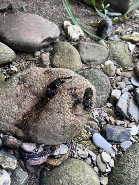 evidence of otters